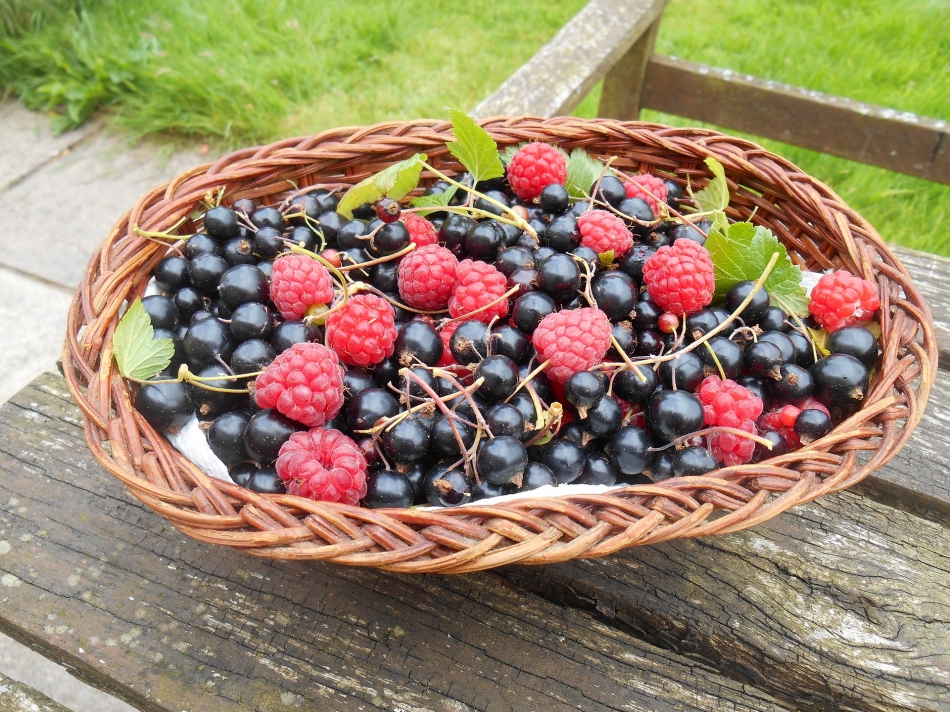 Les petits fruits en libre cueillette