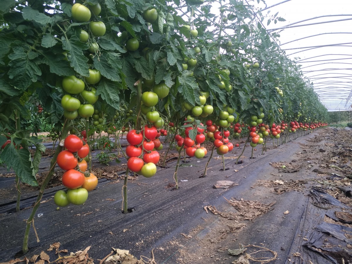 Légumes d'été