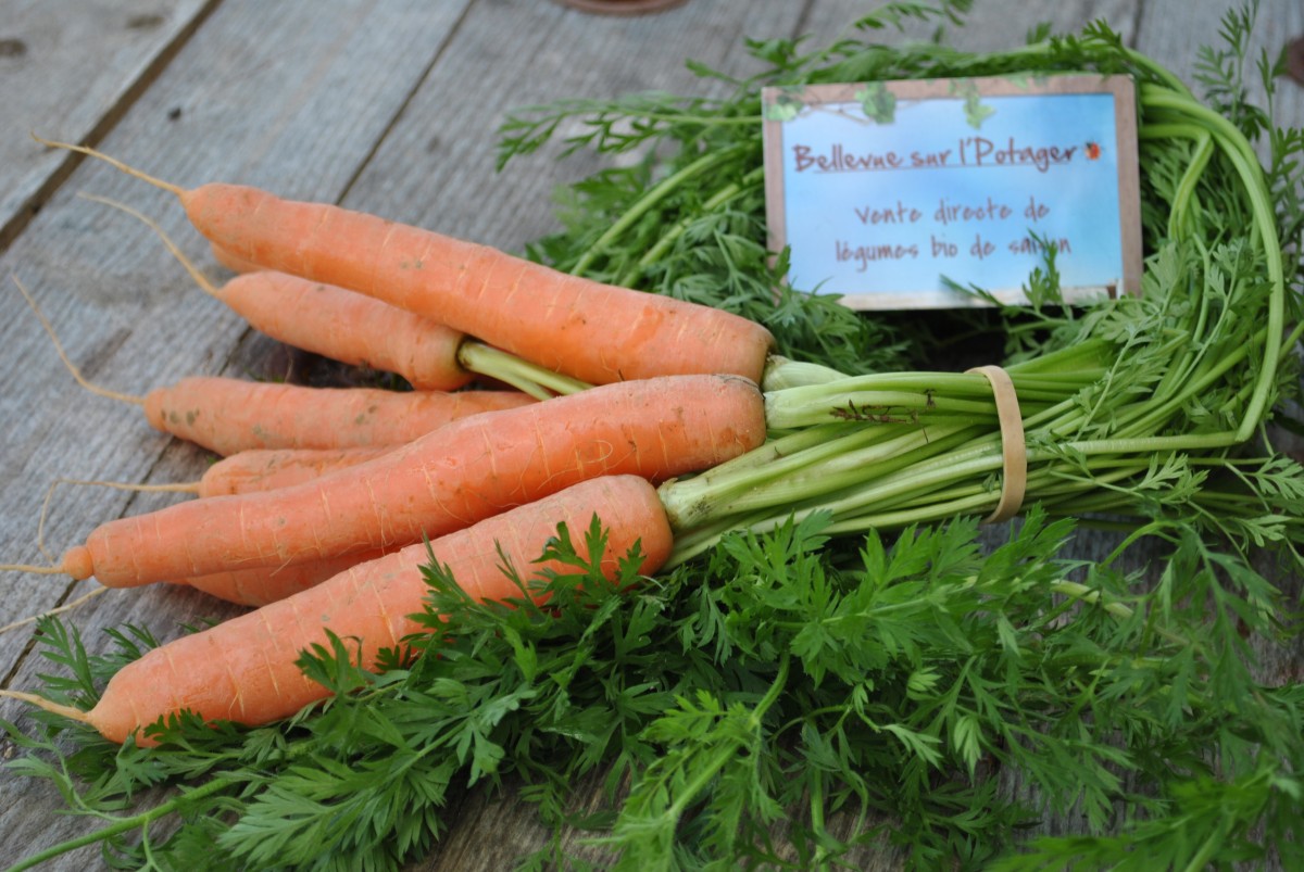 Parmentier de carottes