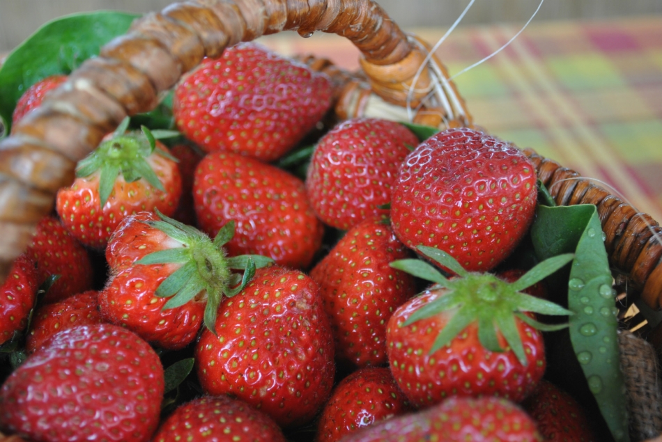 Fraises