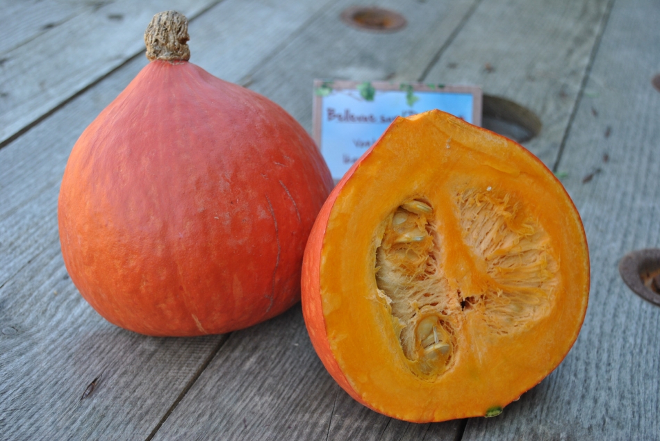 Courge potimarron rouge