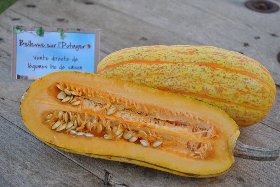 Courge Delicata