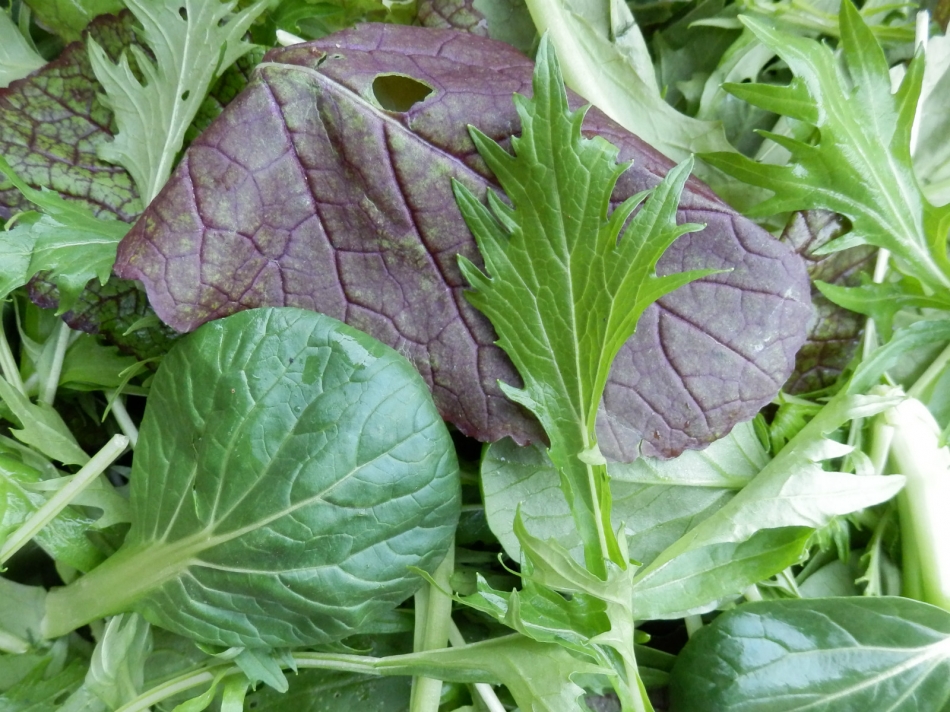 Mesclun