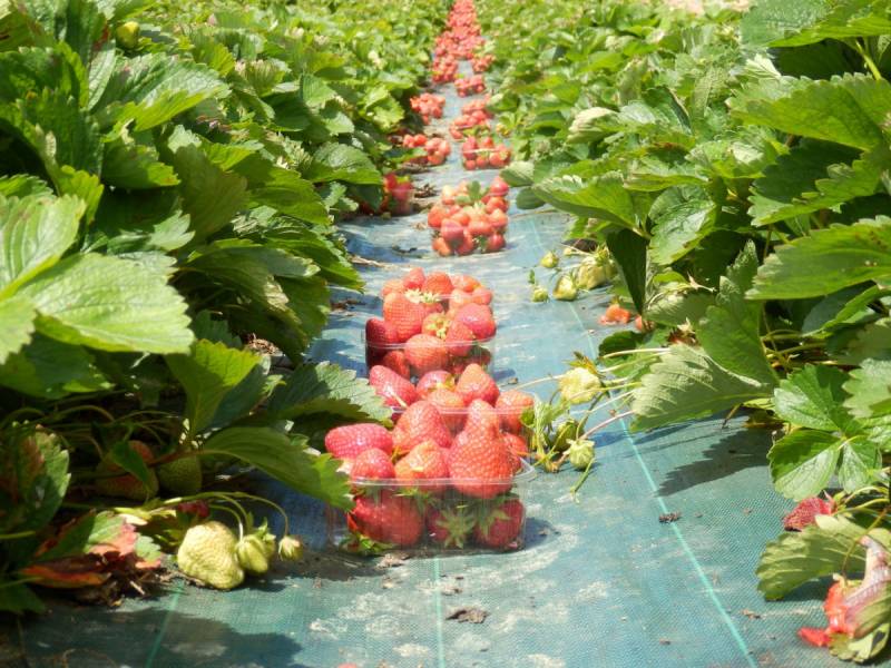 La Saison des Fraises